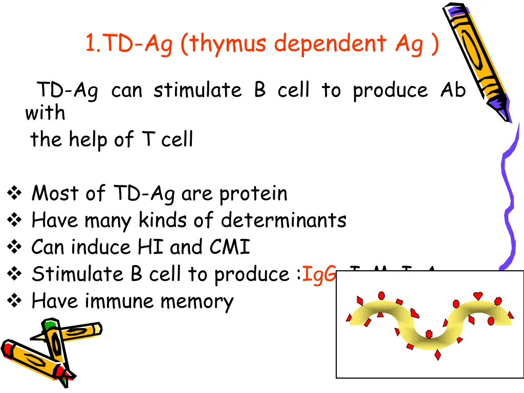 1 td ag thymus dependent ag td ag can stimulate