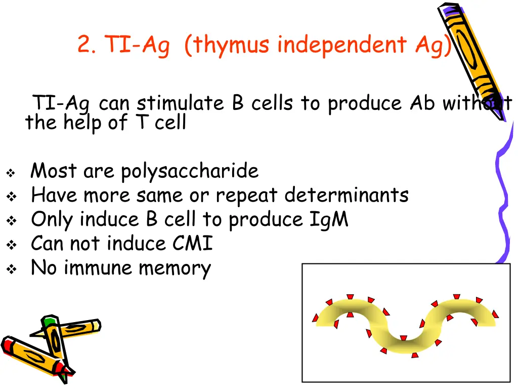 2 ti ag thymus independent ag