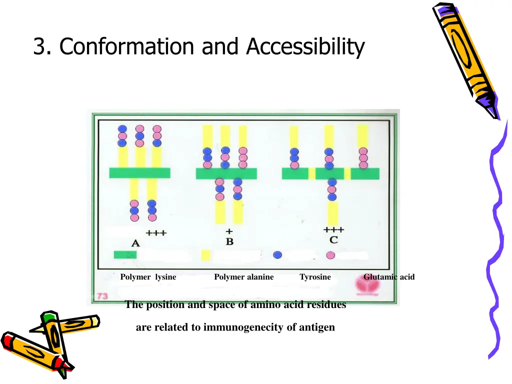 3 conformation and accessibility