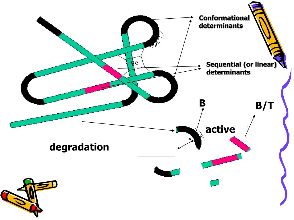 conformational determinants 1