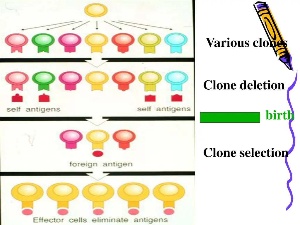 various clones