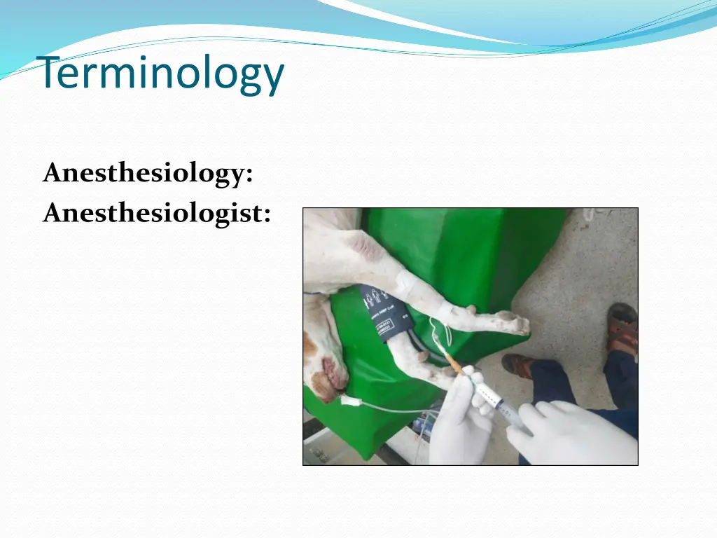 terminology