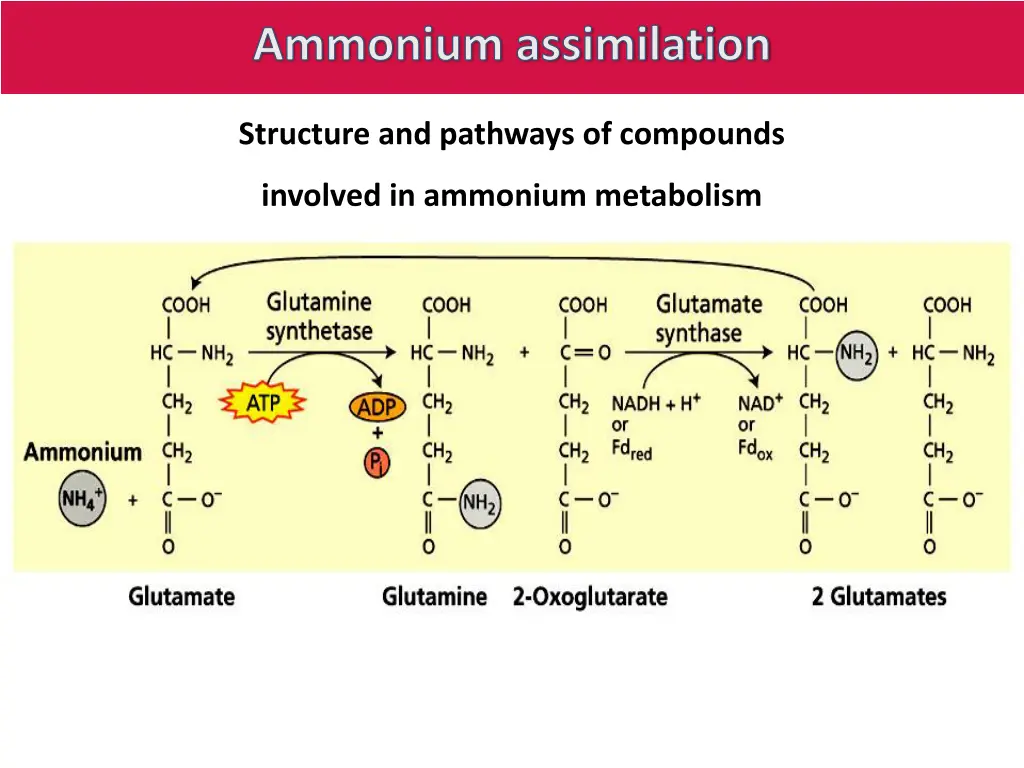 ammonium assimilation 1