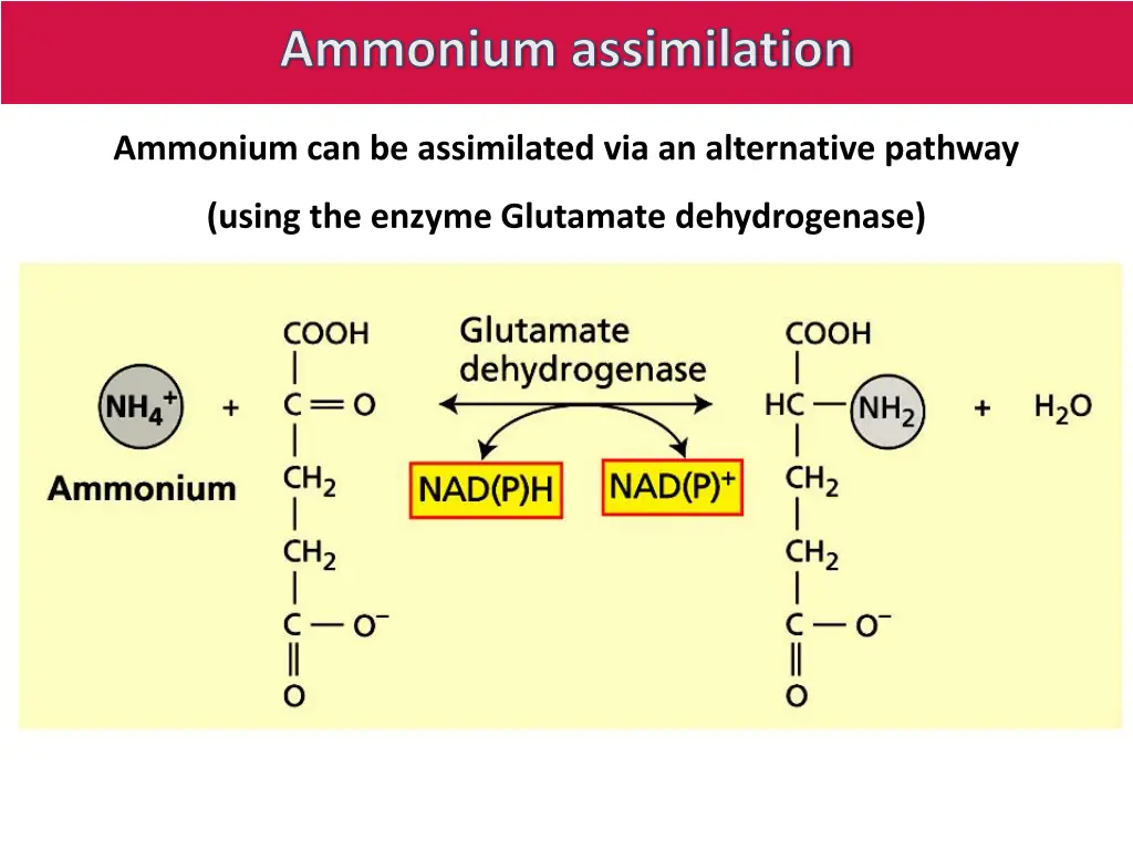 ammonium assimilation 2