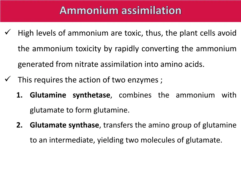 ammonium assimilation