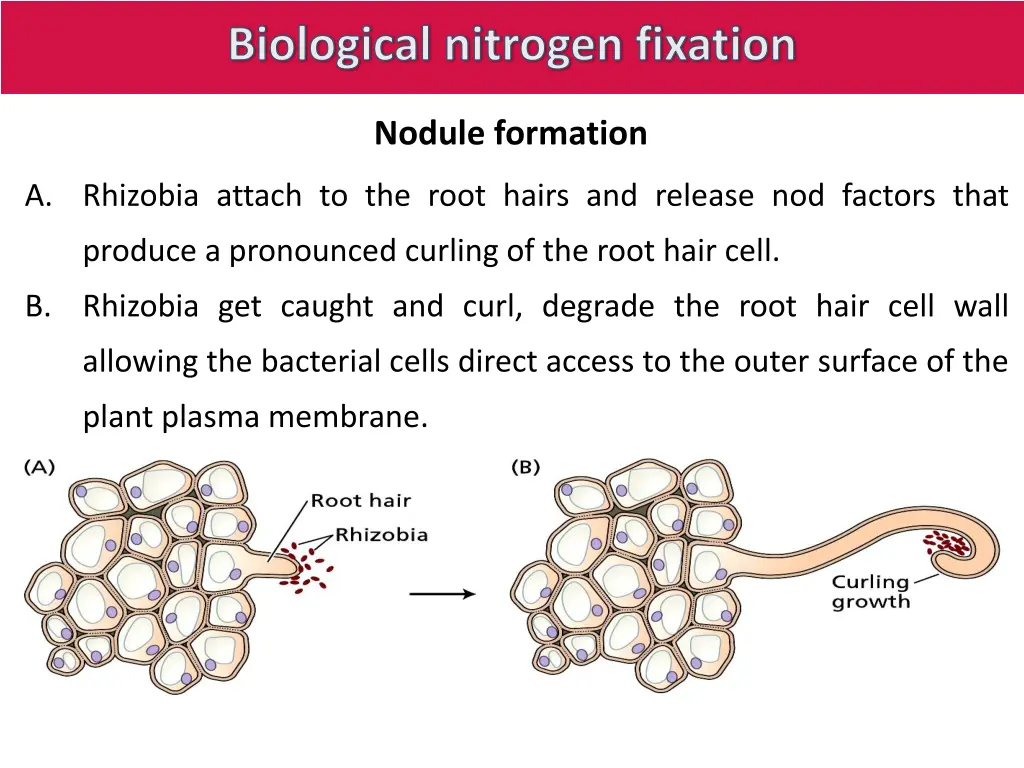 biological nitrogen fixation 13