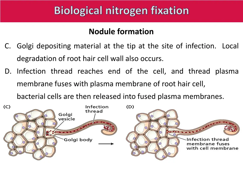 biological nitrogen fixation 14