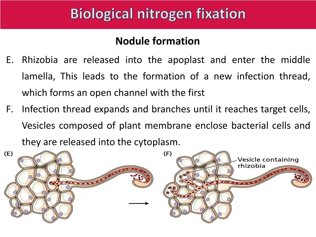biological nitrogen fixation 15