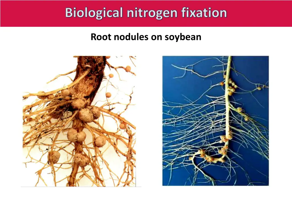 biological nitrogen fixation 9