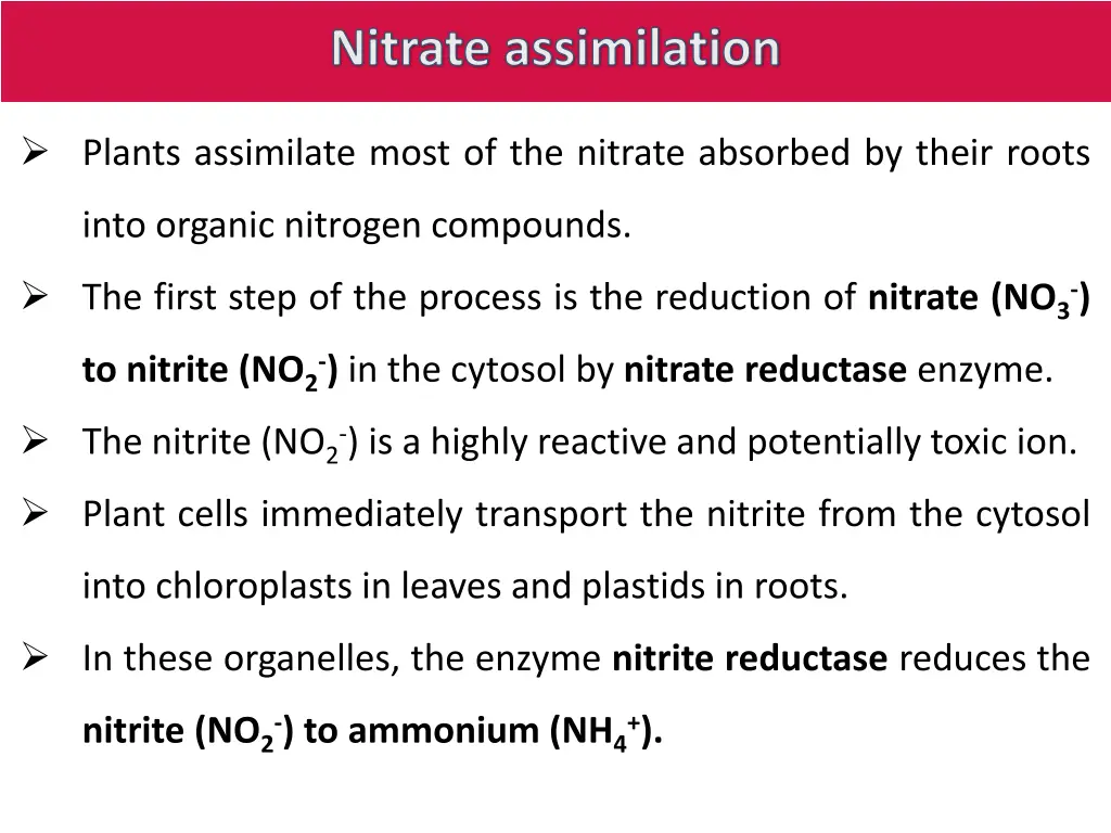 nitrate assimilation
