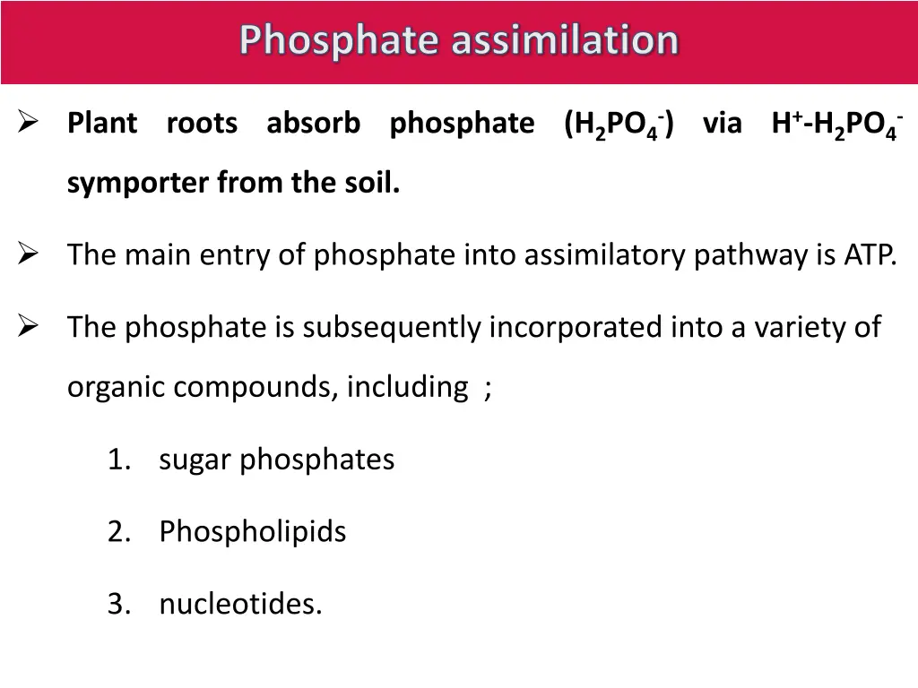 phosphate assimilation