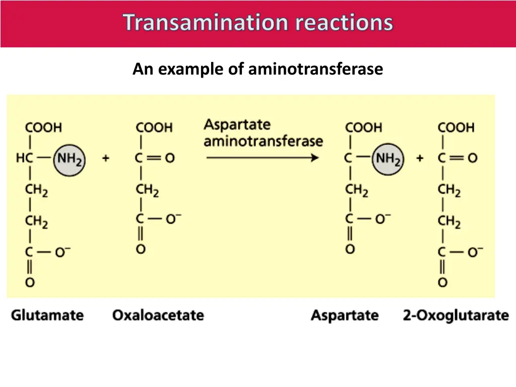 transamination reactions 1