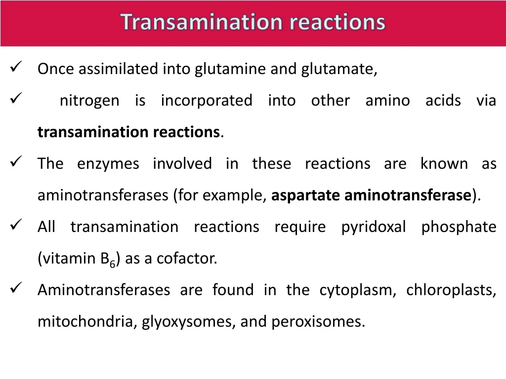 transamination reactions