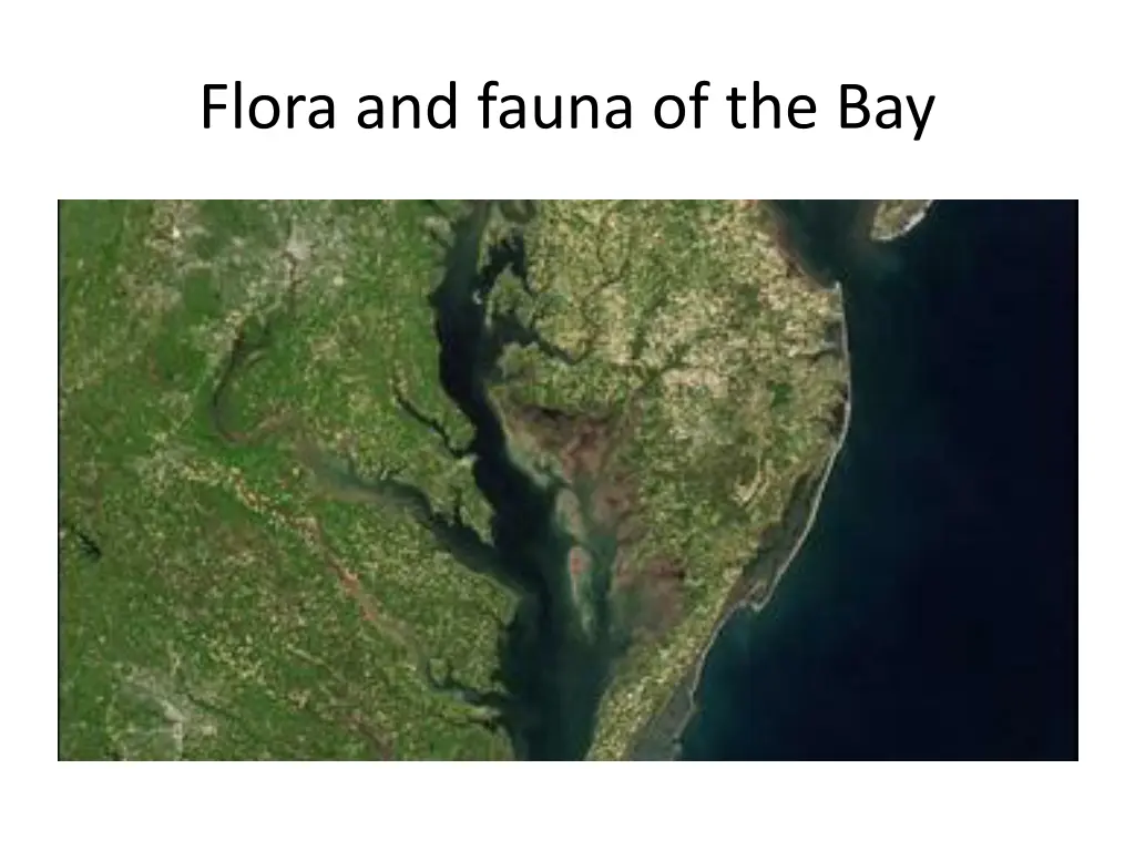 flora and fauna of the bay