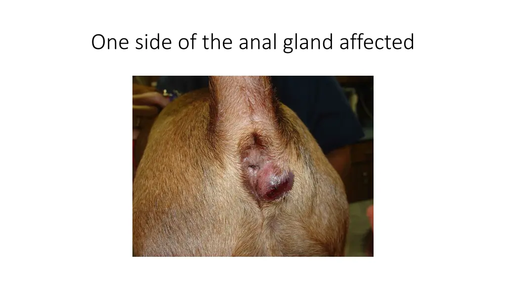 one side of the anal gland affected