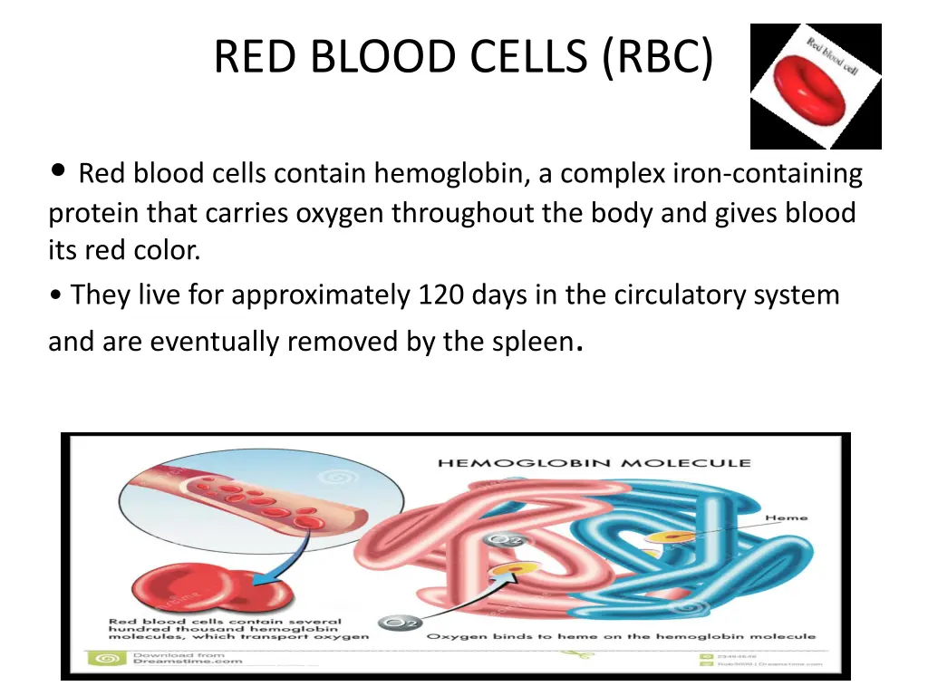 red blood cells rbc