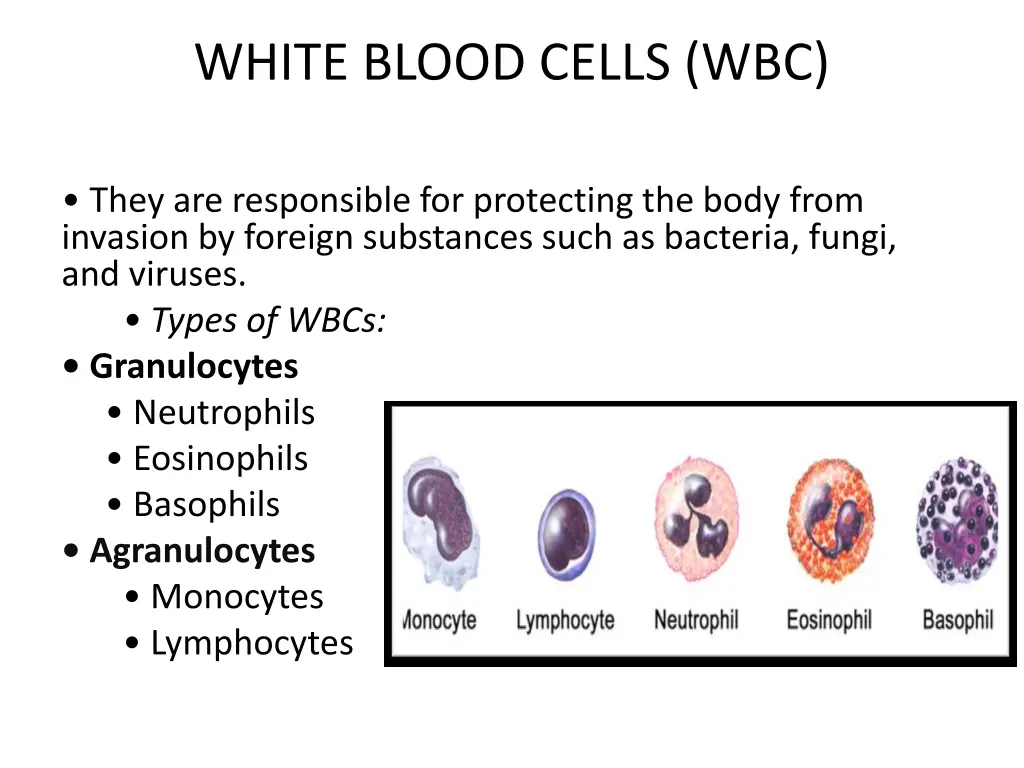 white blood cells wbc