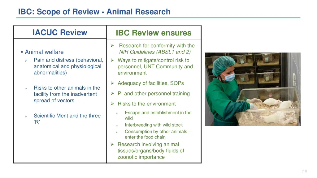 ibc scope of review animal research