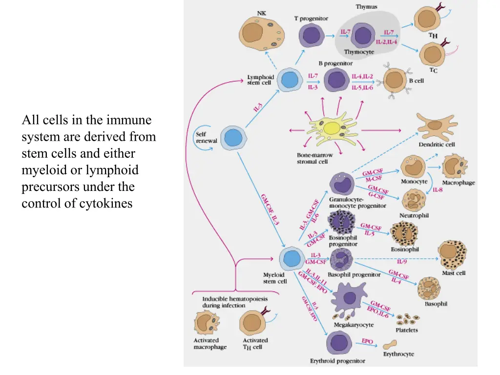all cells in the immune system are derived from
