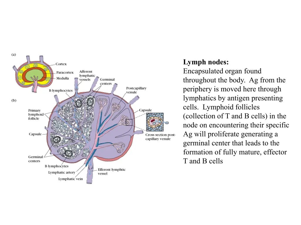 lymph nodes encapsulated organ found throughout