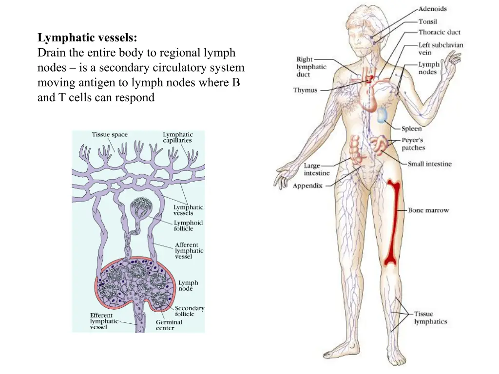 lymphatic vessels drain the entire body