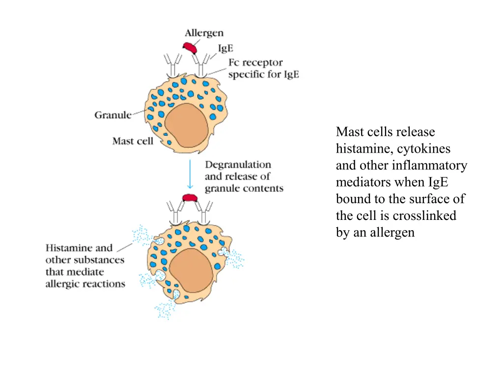 mast cells release histamine cytokines and other