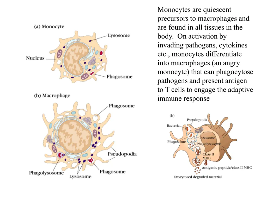 monocytes are quiescent precursors to macrophages