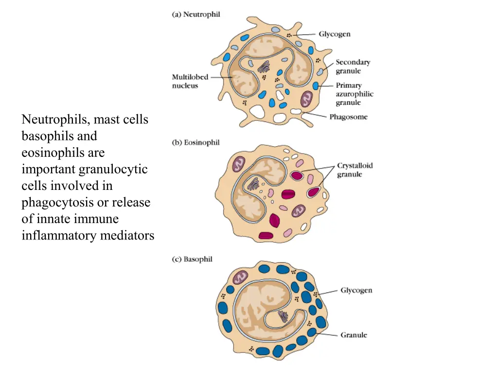 neutrophils mast cells basophils and eosinophils