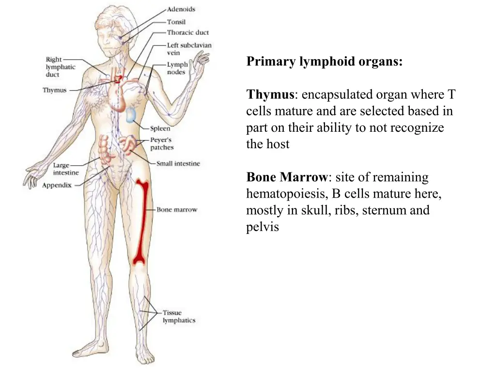 primary lymphoid organs