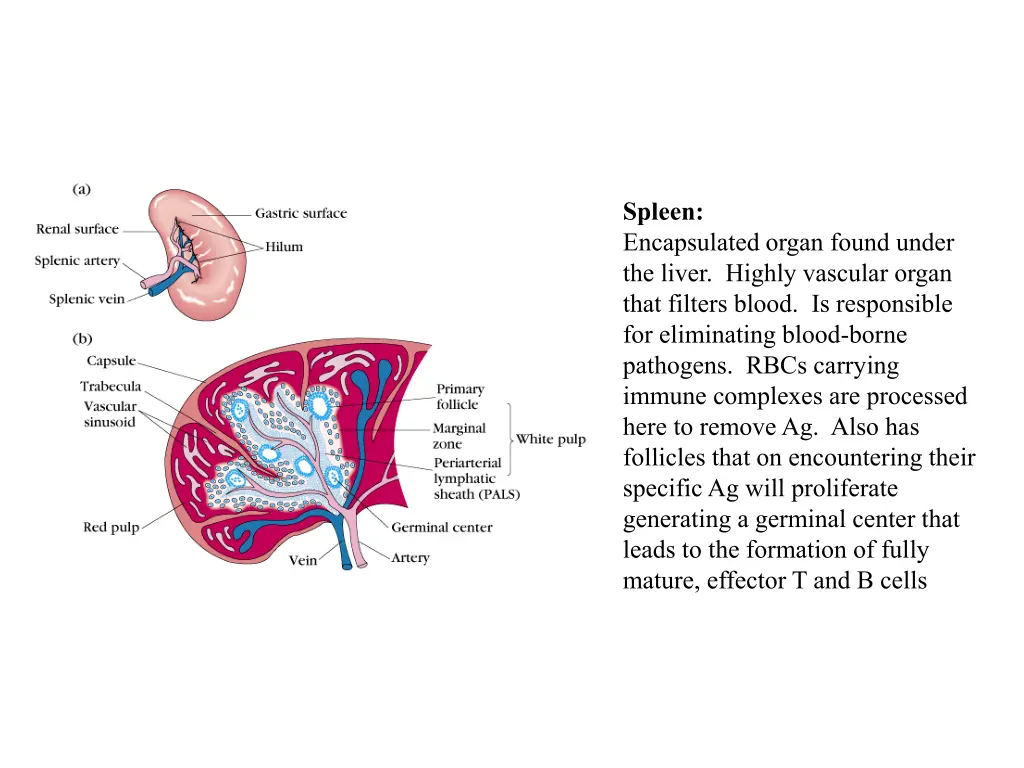 spleen encapsulated organ found under the liver