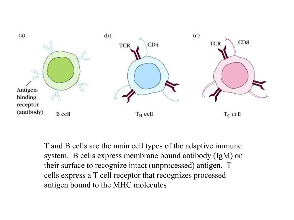 t and b cells are the main cell types