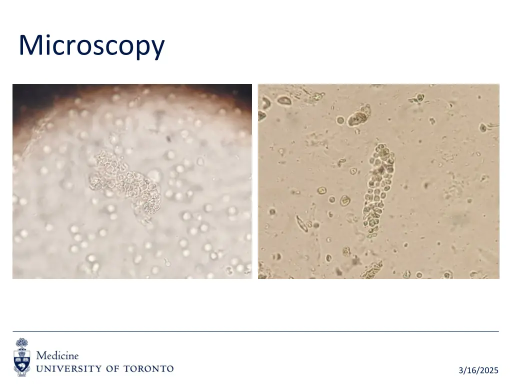 microscopy