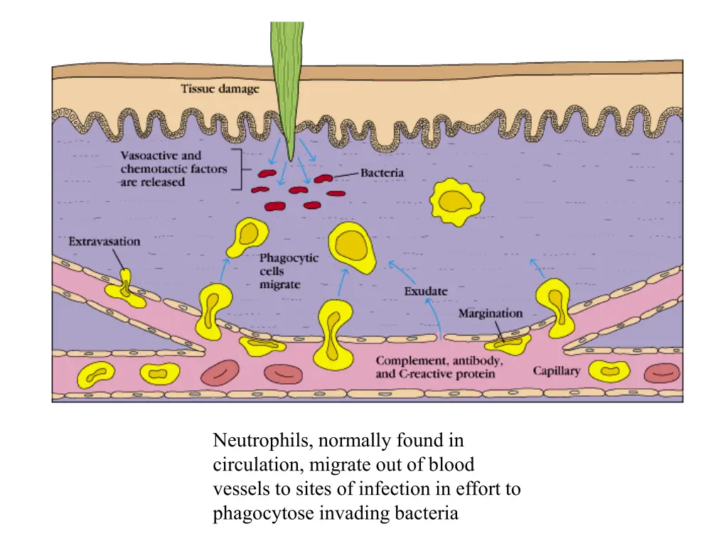neutrophils normally found in circulation migrate