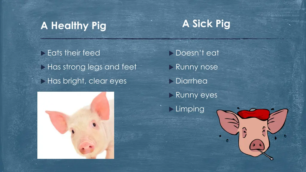 a sick pig