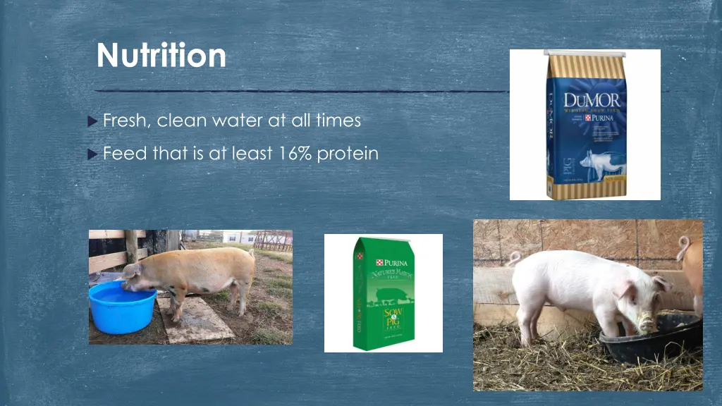 nutrition