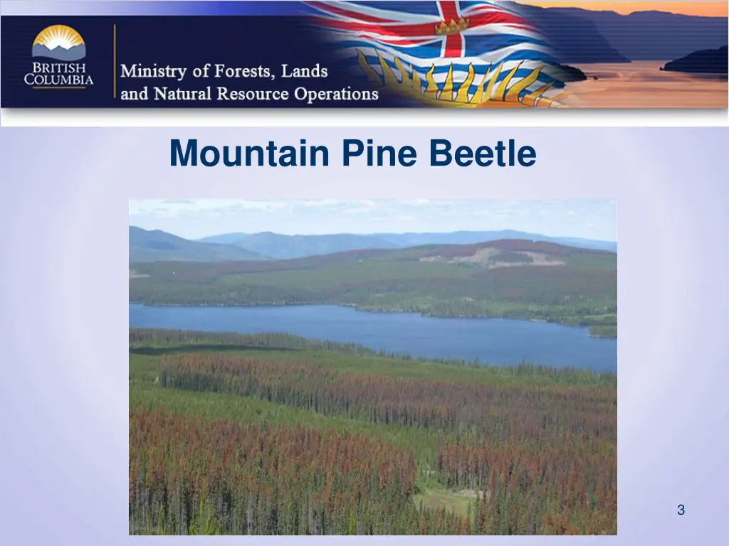 mountain pine beetle