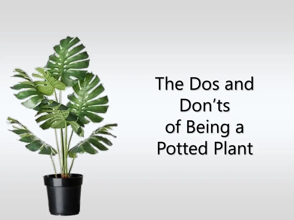the dos and don ts of being a potted plant