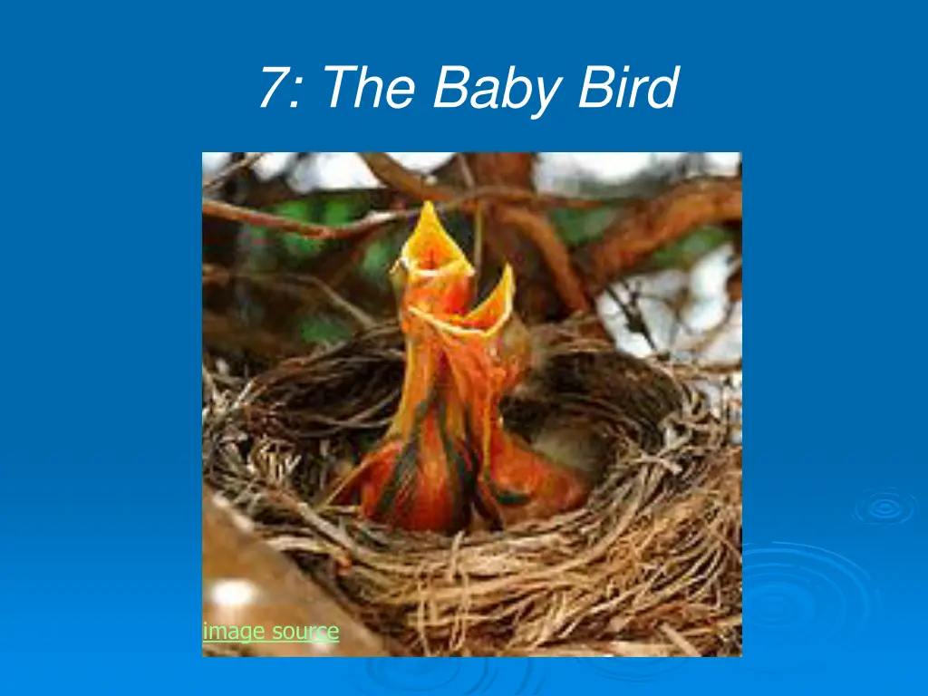 7 the baby bird