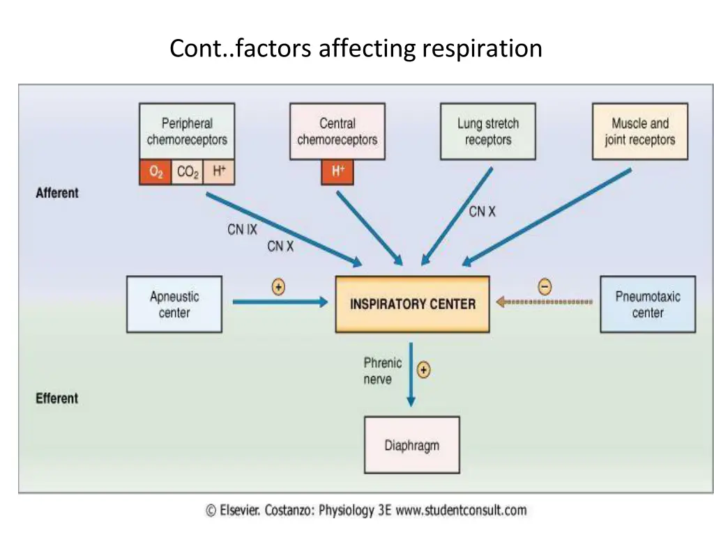 cont factors affectingrespiration