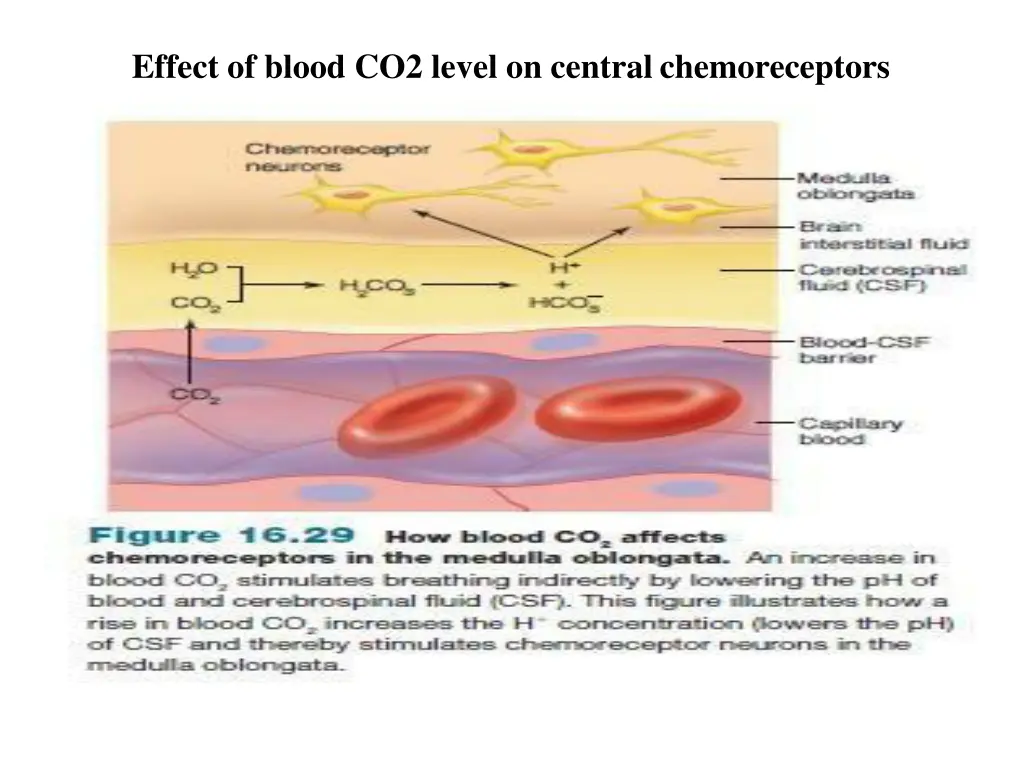 effect of blood co2 level on centralchemoreceptors