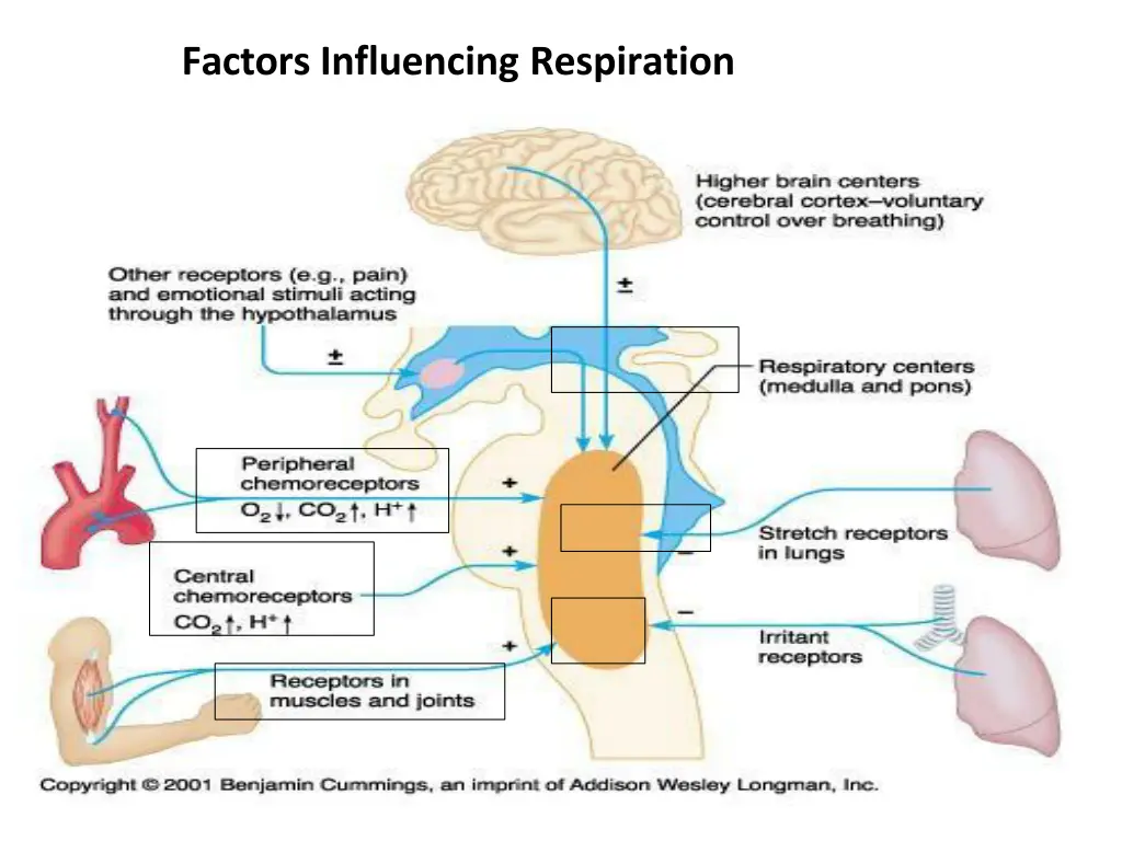 factors influencing respiration
