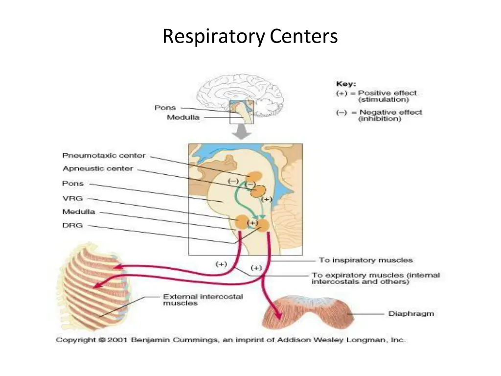 respiratorycenters