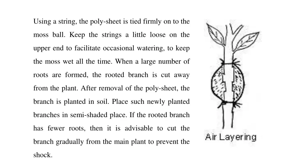 using a string the poly sheet is tied firmly