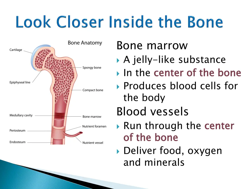 bone marrow a jelly like substance in the center