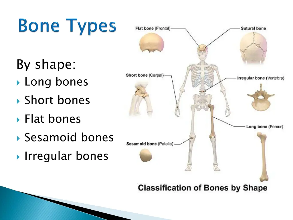 by shape long bones short bones flat bones