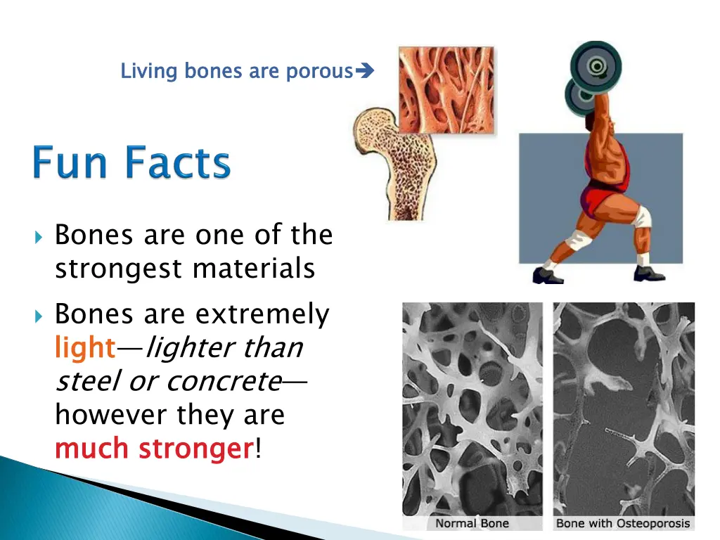 living bones are porous
