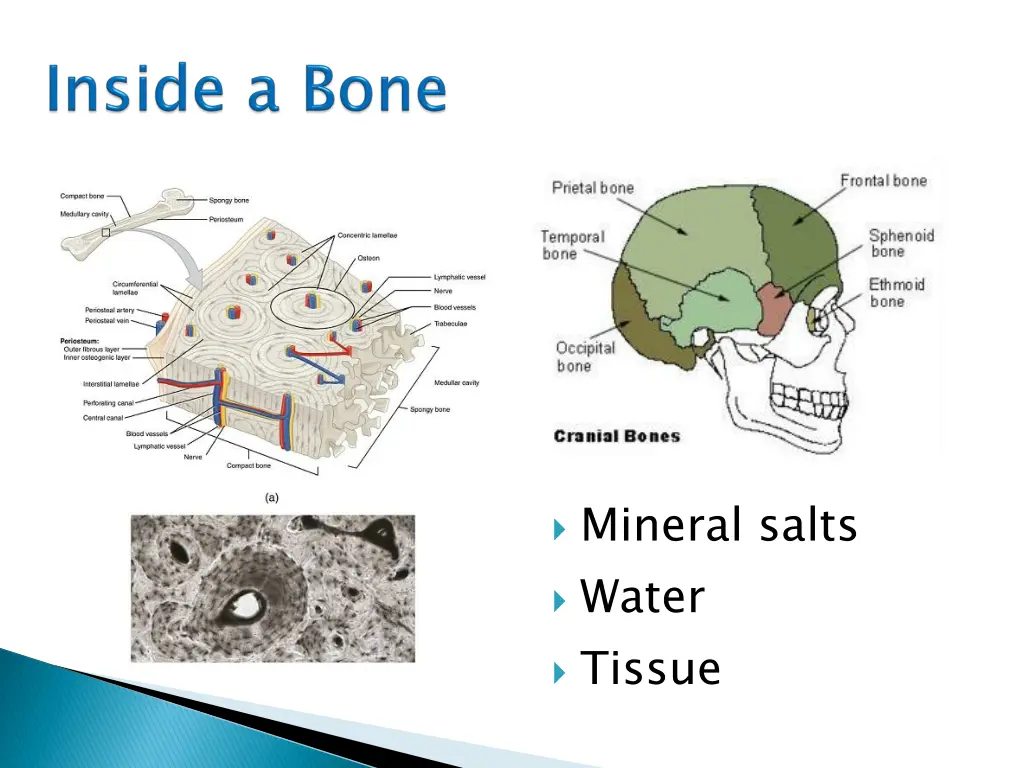mineral salts water tissue
