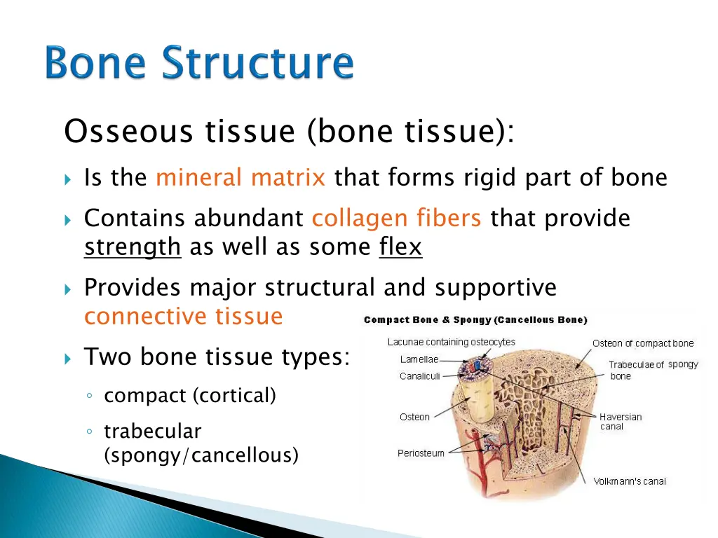osseous tissue bone tissue is the mineral matrix