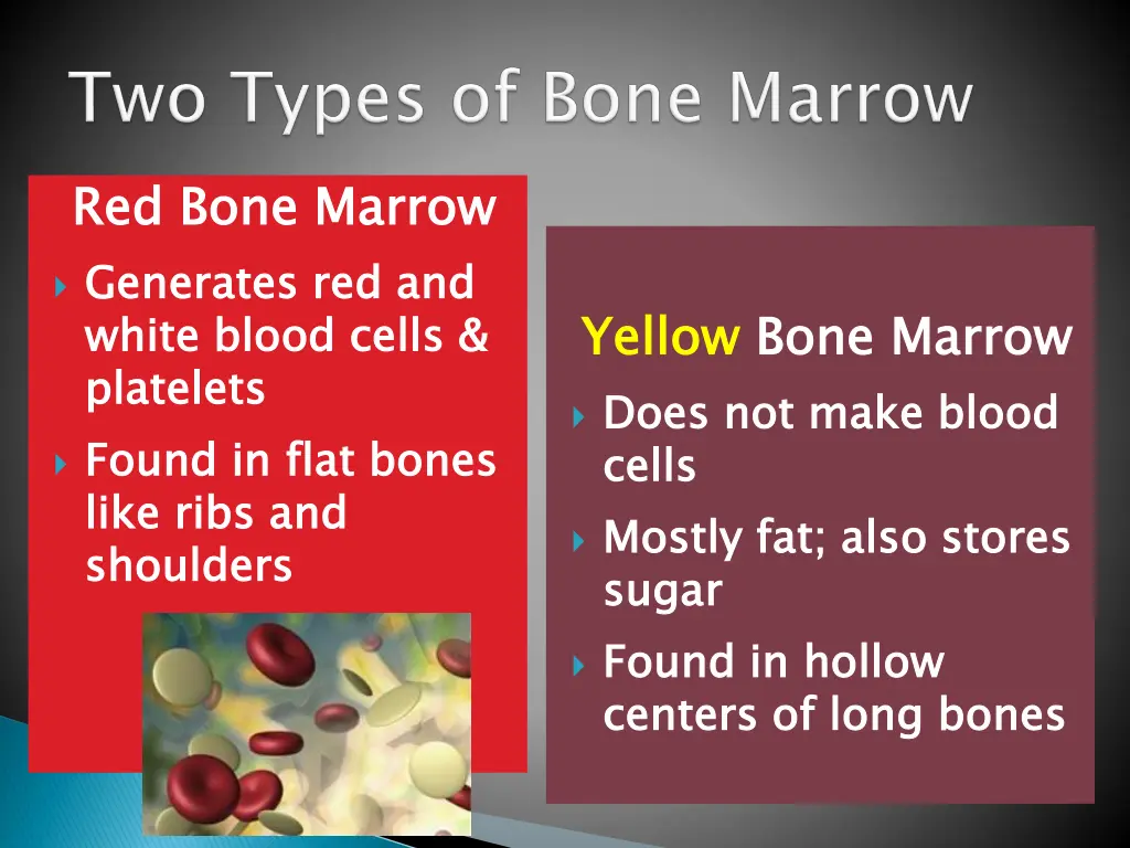red bone marrow generates red and white blood