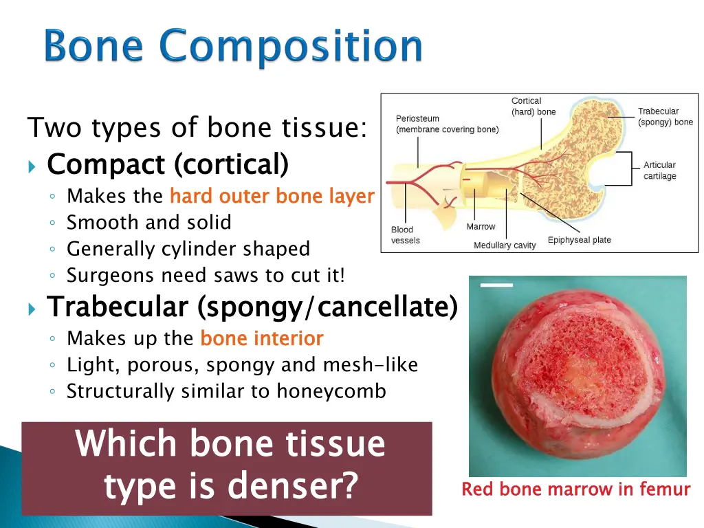 two types of bone tissue c compact makes the hard